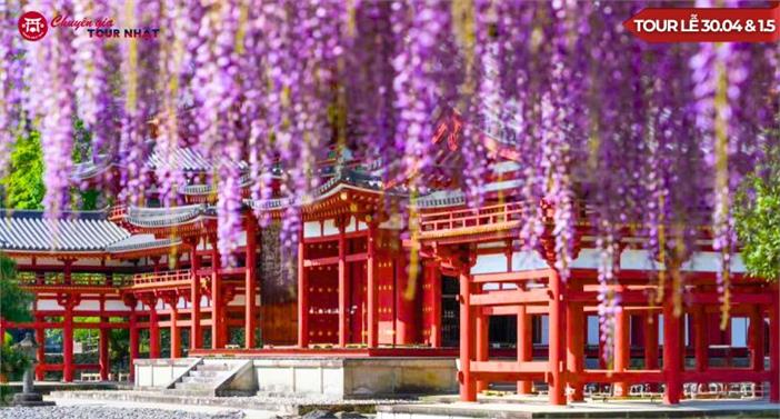 Tour Nhật Bản Ngắm Hoa Tử Đằng Lễ 30/4/2025